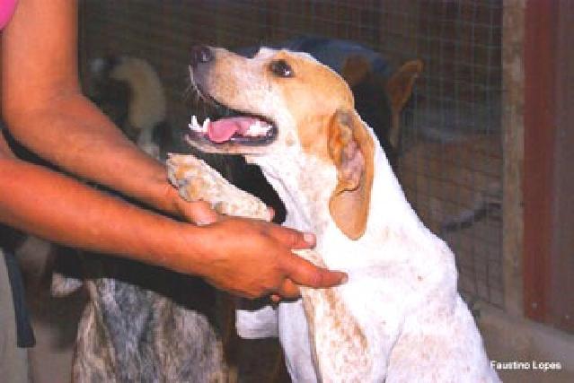 ..e como qualquer animal que vivieu na rua algum tempo na rua, ela sabe que nem todos os humanos são de confiança e por isso