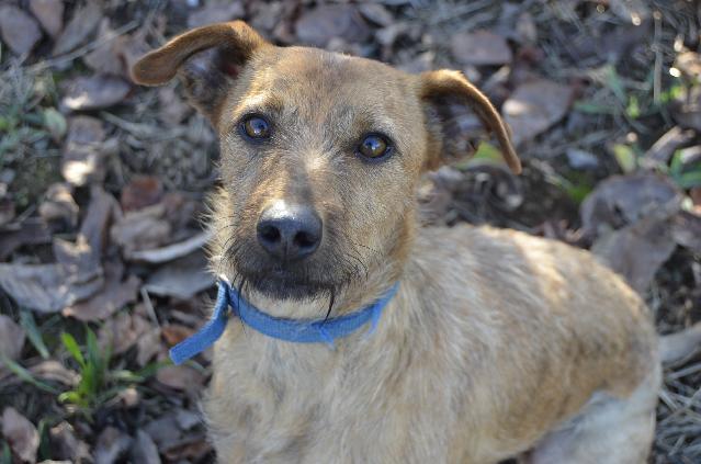 Ben, Macho Cão Rafeiro de porte Médio com 3 anos..ao nosso cuidado há mais de 3 Usar Referência 9588 para mais informação. http://www.portugalzoofilo.net/caes/cao.jsp?