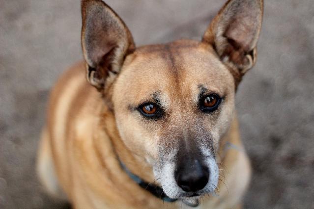 Bob, Macho Cão Rafeiro de porte Médio com 6 anos..ao nosso cuidado há mais de 6 Usar Referência 11854 para mais informação. http://www.portugalzoofilo.net/caes/cao.jsp?