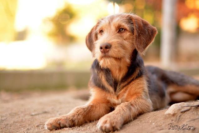 Brownie, Fêmea Cão Rafeiro de porte Médio.Ao nosso cuidado há menos de um Usar Referência 12269 para mais informação. http://www.portugalzoofilo.net/caes/cao.jsp?