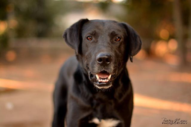 Black, Macho Cão Rafeiro de porte Grande com 4 anos..ao nosso cuidado há mais de 4 meses. Usar Referência 12263 para mais informação. http://www.portugalzoofilo.net/caes/cao.jsp?