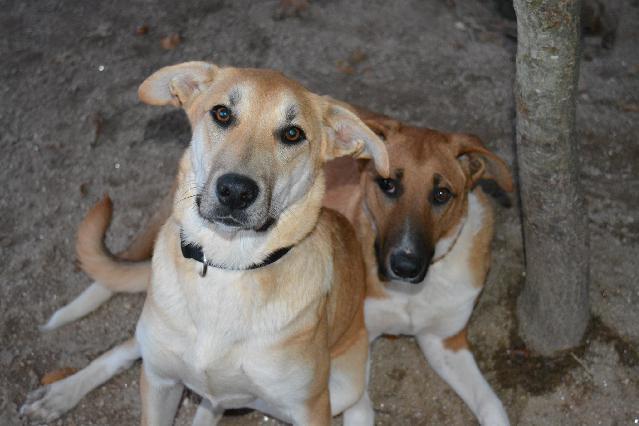 Iara, Fêmea Cão Rafeiro de porte Médio com 2 anos..ao nosso cuidado há mais de 2 Usar Referência 11318 para mais informação. http://www.portugalzoofilo.net/caes/cao.jsp?