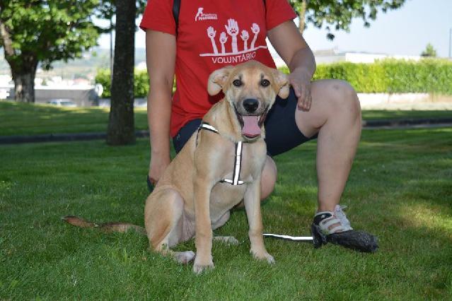 Iara, Fêmea Cão Rafeiro de porte Médio com 2 anos..ao nosso cuidado há mais de 2 Usar Referência 10937 para mais informação. http://www.portugalzoofilo.net/caes/cao.jsp?