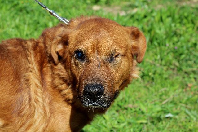 Jim, Macho Cão Rafeiro de porte Médio com 7 anos..ao nosso cuidado há mais de 6 Usar Referência 12110 para mais informação. http://www.portugalzoofilo.net/caes/cao.jsp?