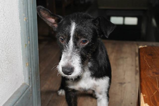 Kira, Fêmea Cão Rafeiro de porte Médio com 4 anos..ao nosso cuidado há mais de Usar Referência 9589 para mais informação. http://www.portugalzoofilo.net/caes/cao.jsp?