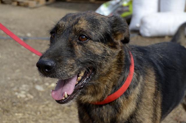 Milo, Macho Cão Rafeiro de porte Médio com 4 anos..ao nosso cuidado há mais de 7 Usar Referência 12002 para mais informação. http://www.portugalzoofilo.net/caes/cao.jsp?