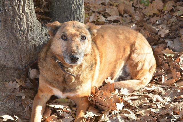 Morais, Macho Cão Rafeiro de porte Médio com 11 anos..ao nosso cuidado há mais de 11 anos. Usar Referência 11403 para mais informação. http://www.portugalzoofilo.net/caes/cao.jsp?