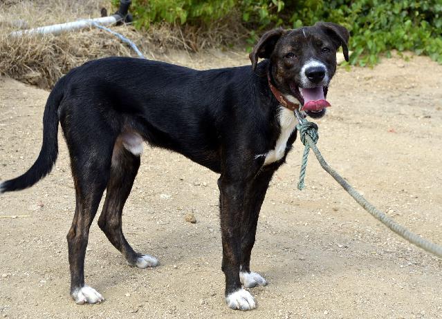 Roger, Macho Cão Rafeiro de porte Médio com 1 anos..ao nosso cuidado há mais Usar Referência 11500 para mais informação. http://www.portugalzoofilo.net/caes/cao.jsp?