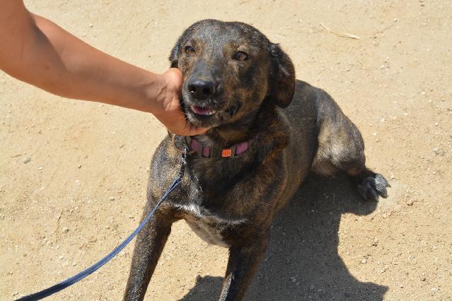 Xuxu, Macho Cão Rafeiro de porte Médio com 2 anos..ao nosso cuidado há mais de Usar Referência 12060 para mais informação. http://www.portugalzoofilo.net/caes/cao.jsp?