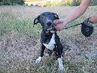 Matt, Macho Cão Rafeiro de porte Grande com 1 anos..ao nosso cuidado há mais de Usar Referência 12056 para mais informação. http://www.portugalzoofilo.net/caes/cao.jsp?