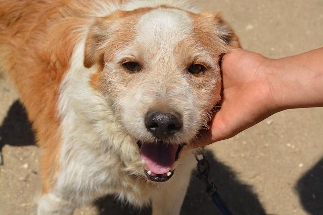 Bilac, Macho Cão Rafeiro de porte Pequeno com 7 anos..ao nosso cuidado há mais de 9 meses. Usar Referência 11780 para mais informação. http://www.portugalzoofilo.net/caes/cao.jsp?