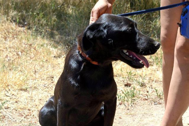 Torres, Macho Cão Rafeiro de porte Grande com 2 anos..ao nosso cuidado há mais de 9 meses. Usar Referência 11797 para mais informação. http://www.portugalzoofilo.net/caes/cao.jsp?