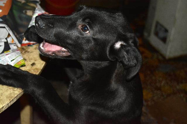 Amy, Fêmea Cão Rafeiro de porte Médio com 2 anos..ao nosso cuidado há mais de Usar Referência 10186 para mais informação. http://www.portugalzoofilo.net/caes/cao.jsp?