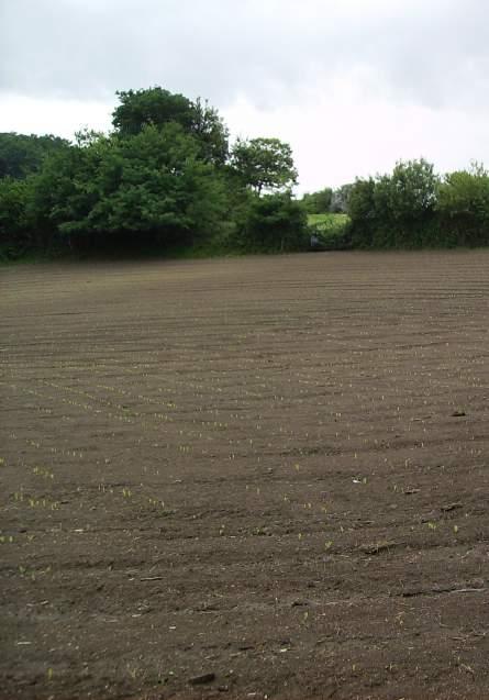 2.4 Elementos Lineares e da Paisagem Nas regiões em que determinados elementos paisagísticos, nomeadamente sebes, valas e muros, façam tradicionalmente parte das boas práticas agrícolas de cultivo ou