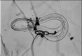 constritores em superfície de placa de ágar-água; (C II) larva de Strongyloides westeri capturada em anel constritor.