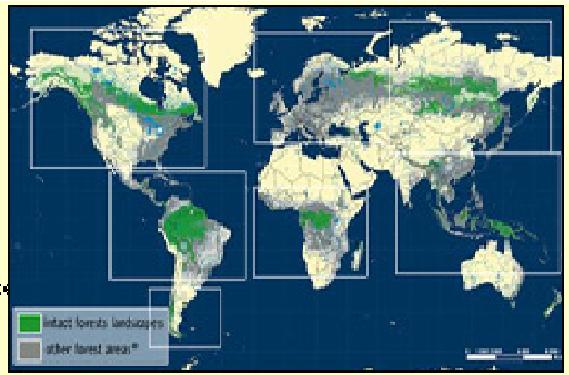 Europa 6.4% sendo 90% na Rússia R América Tropical 34% Brasil 34% Fonte: Greenpeace (Março 2006) 18.