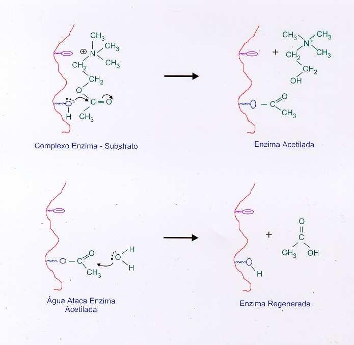 Mecanismo de ação - - Mecanismo de ação Acetilcolina - acetilcolinesterase Acetilcolinesterase + Inseticida organofosforado Crise colinérgica INTXICAÇÃ AGUDA No Sistema Nervoso Central acúmulo de