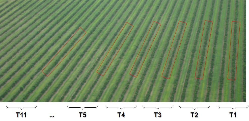 6 Foram realizados dois experimentos, sendo o primeiro com início em 20/11/2012 e o segundo em 20/03/2013, testando-se 10 inseticidas por experimento (Tabela2).