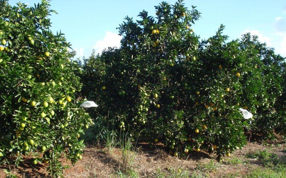 8 Os insetos foram confinados antes da aplicação e a 1 e 7 dias após, diretamente nas plantas utilizando-se gaiolas confeccionadas com tecido tipo voile, na parte externa da copa a uma altura