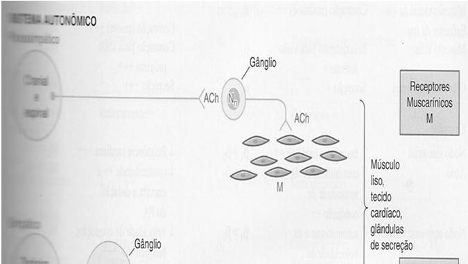 Colinérgicos Sinapses Colinérgicas e Receptores 1) Neurônio Neurônio (SNC) 2) Neurônio pós ganglionar Órgão efetor Prof.