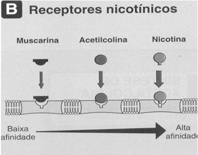 Receptores Nicotínicos Receptores Nicotínicos