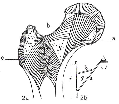 adaptação óssea evolução histórica Em 1838 Ward apresenta uma analogia do arranjo trabecular com um candeeiro de rua (a região g da figura representa a zona, de trabéculas esparsas,
