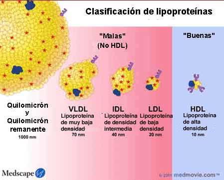 Saiba... Os lipídios da alimentação são transportados pelos quilomícrons enquanto que os lipídios da síntese hepática são transportados pelas demais lipoproteínas.