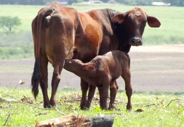 de aumentar a IMS e maximizar a utilização dos alimentos, e assim