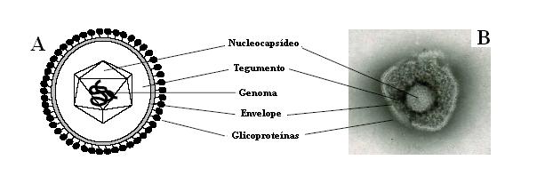 12 o envelope que contém as glicoproteínas, alvos preferenciais para a resposta imune do hospedeiro (MUYLKENS et al. 2007; ROIZMANN & PELLETT, 2007).