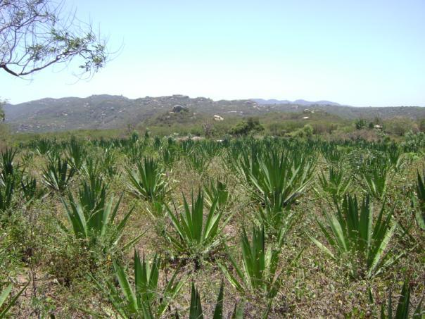 As regiões mais preservadas se encontram em áreas serranas, de difícil acesso e relevo acidentado, impróprias para agricultura, embora nestes locais, ainda se encontrem vestígios de A.