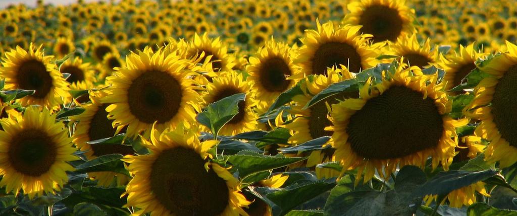 informações relevantes à agricultura familiar. Na primeira matéria destacamos os preços das oleaginosas nas negociações entre cooperativas e agricultores familiares no mês de agosto.