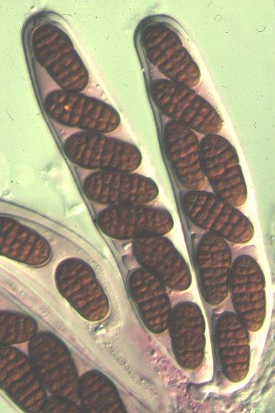 Filo Ascomycota Grupo grande, complexo e diversificado Características gerais: * micélio septado * parede celular: