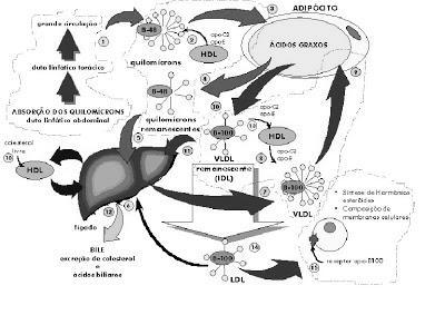 A Dinâmica do Transporte do Colesterol Após a ingestão de um alimento rico em lipídeos, os Quilomícrons produzidos pela mucosa intestinal recepcionam e englobam em seus núcleos (ou core ) os