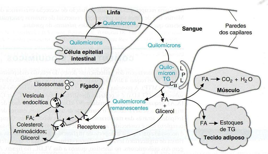 Aos Quilomícrons resultantes da dinâmica de entrega de ácidos graxos para os adipócitos, isto é, Quilomícrons com baixo conteúdo de triglicerídeos, é dado o nome de Quilomícrons Remanescentes.
