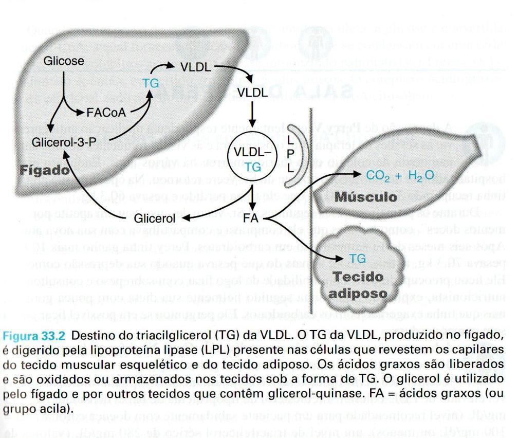 CoA em transformações metabólicas. Os lipídios endógenos produzidos (colesterol e triacilglicerol) são lançados na corrente sanguínea pela lipoproteína VLDL, possuidora da Apo-B100, além de outras.