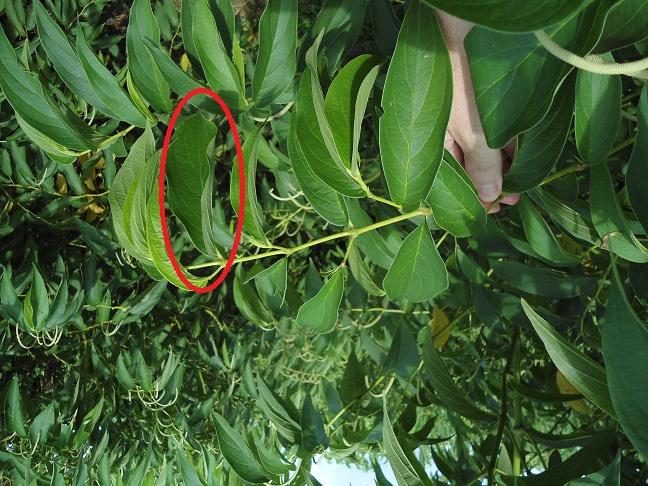 2 Faixas de Suficiência para Interpretação dos Teores de Nutrientes Foliares em Pimenta-longa (Piper hispidinervum) Primeira Aproximação de menor absorção desse nutriente e menor crescimento da