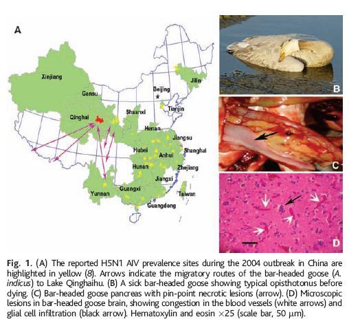 H5N1: - 1997-2001: contínua circulação em aves - 2002: H5N1 sofre antigenic drift altamente patogênico em patos e aves aquáticas - 2003: família infectada