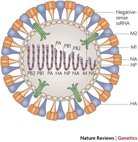 Características da partícula viral Estrutura Vírus pleomórficos Nucleocapsídeo com simetria helicoidal Recoberto por membrana lipoprotéica Genoma RNA- segmentado (8 seg.