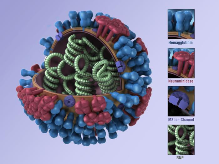 respiratório M2 Montagem viral RNP - ribonucleoproteína - genoma Centers