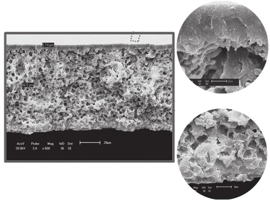 Leite, A. M. D. et al. - Obtenção de membranas microporosas a partir de nanocompósitos de poliamida 6/argila nacional Figura 5. Fotomicrografia obtida por MEV da seção transversal da membrana de PA6.
