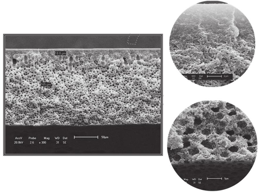 Conclusões Figura 6. Fotomicrografia obtida por MEV da seção transversal da membrana de PA6/MMT.