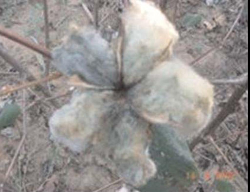 finura, elevada capacidade de resistência à seca, susceptível à bacteriose e produz, em média, em condições de sequeiro, 1.200 kg/ha de algodão em caroço, no primeiro ano, e de 1.
