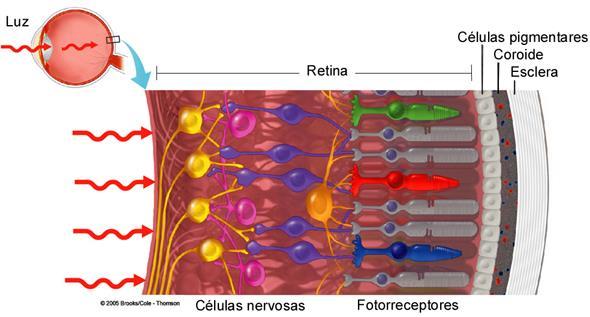 Podemos descrever o fenômeno do processo visual em particular pela a absorção da luz por moléculas orgânicas e a transmissão dessas informações pelas células nervosas por um processo biofísico.