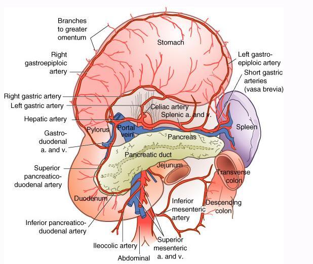 ANATOMIA IRRIGAÇÃO Artérias gástricas esquerda (ramo do tronco celíaco) e direita (ramo da a. hepática própria), ao longo da curvatura menor. Artérias gastroepiplóica esquerda (ramo da a.
