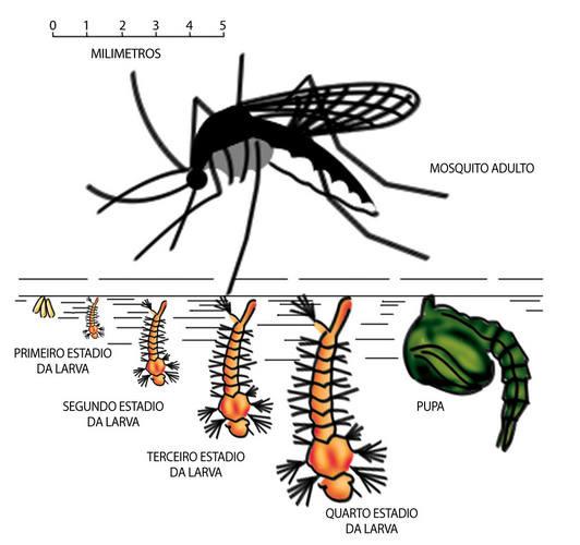 mosquitos