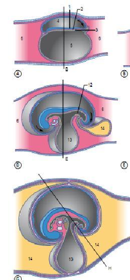 Dobramento Cefalo-caudal e lateral do Embrião.