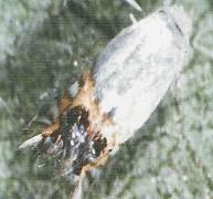 (a) (b) Fig. 14 Adulto (a) e galeria (b) da lagarta mineira circular À semelhança de anos anteriores a lagarta mineira pontuada inicia sempre o voo mais cedo.