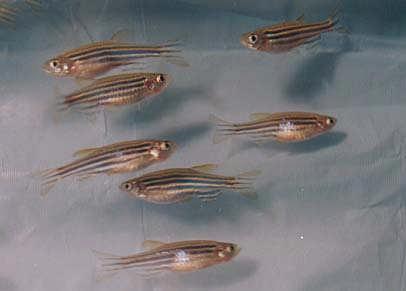 Foto 7 - Adultos de Danio rerio. Foto: Arquivo Lab. de Ecotoxicologia, Embrapa Cerrados. Esses peixes vivem em média três anos e atingem no máximo 5 cm de comprimento.