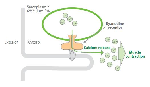 Liga-se ao receptor de rianodine nas células musculares do inseto e faz com que o canal permaneça aberto.
