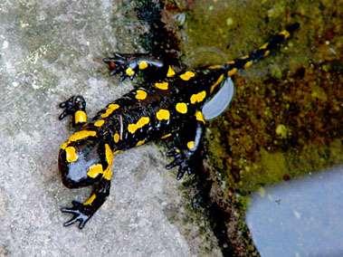 amarelas (Salamandra